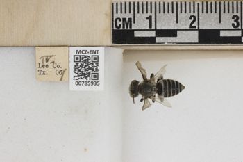 Media type: image;   Entomology 785935 Aspect: Labels